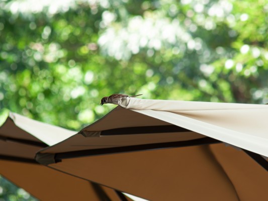 粘土娃 蔷薇少女 真红