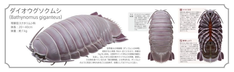 大王具足虫