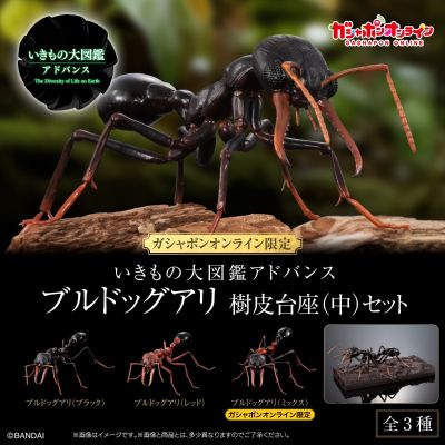 生物大图鉴进阶版 斗牛犬蚁 树皮底座（中号）套装
