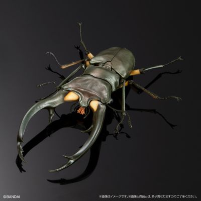 生物大图鉴 进阶版 锹甲02 树皮底座（中号）套装