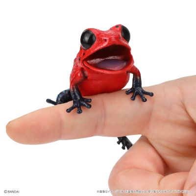 生物大图鉴 爬宠 箭毒蛙