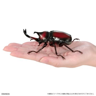 生物大图鉴 独角仙09