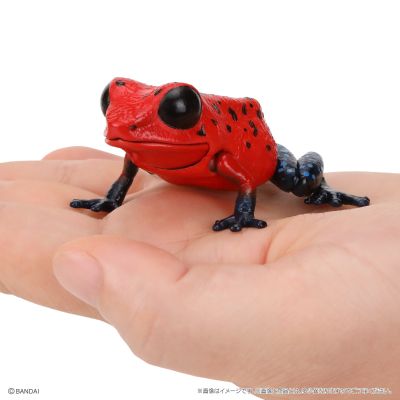 生物大图鉴 爬宠 箭毒蛙