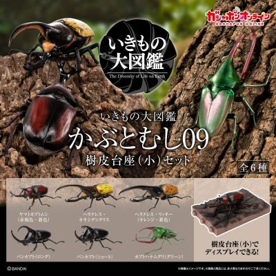 生物大图鉴 独角仙09