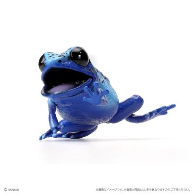 生物大图鉴 爬宠 箭毒蛙