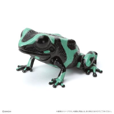 生物大图鉴 爬宠 箭毒蛙