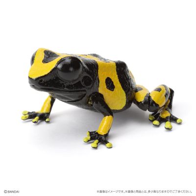 生物大图鉴 爬宠 箭毒蛙