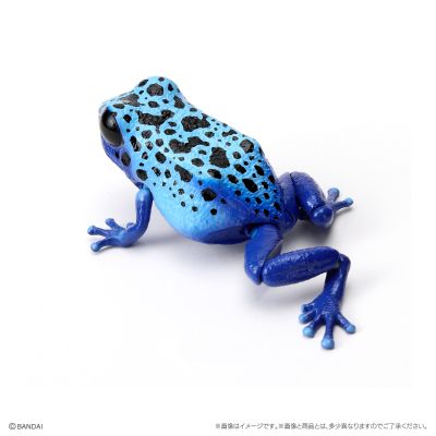 生物大图鉴 爬宠 箭毒蛙