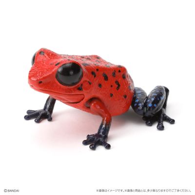 生物大图鉴 爬宠 箭毒蛙