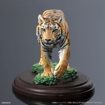 生物大图鉴 陈列模型系列 野生猫科动物