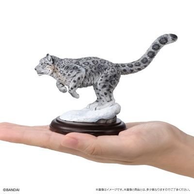 生物大图鉴 陈列模型系列 野生猫科动物