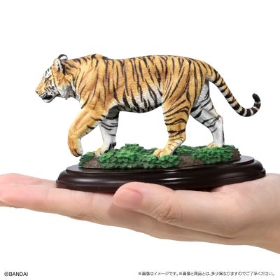 生物大图鉴 陈列模型系列 野生猫科动物