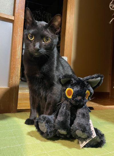 死亡搁浅2 毛绒玩偶 开罗尔生物 (猫)